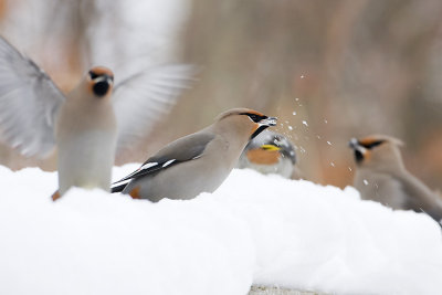 bohemian waxwings 010708IMG_0207