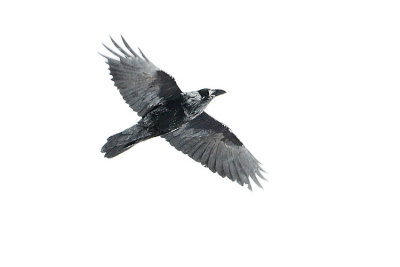 common raven 011908IMG_0337