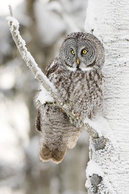 great gray owl 012008IMG_0985