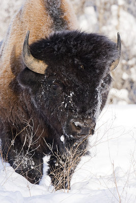 wood bison 011908IMG_0430