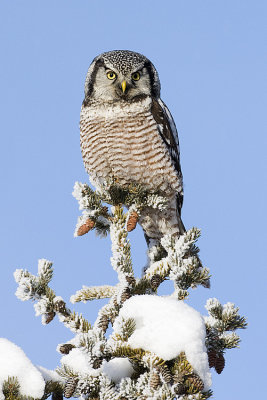northern hawk owl 011908IMG_0466