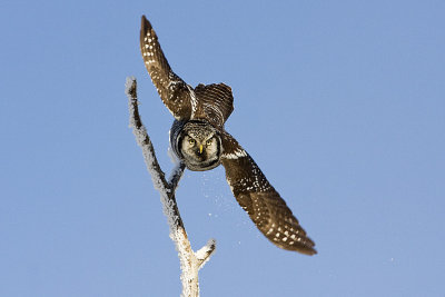 northern hawk owl 011908IMG_0579