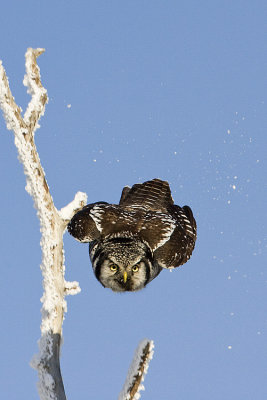 northern hawk owl 011908IMG_0580