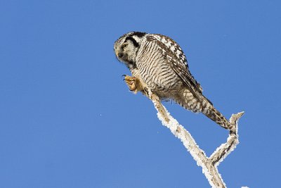 northern hawk owl 011908IMG_0640