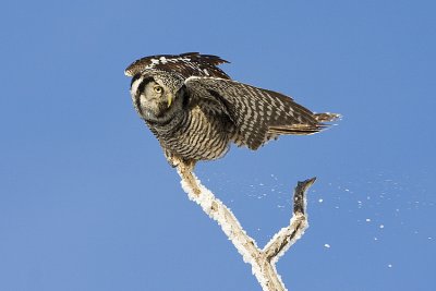 northern hawk owl 011908IMG_0648