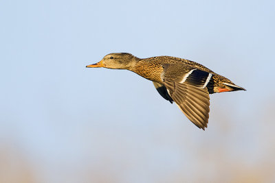 mallard 012308IMG_1114