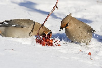 bohemian waxwing 012308IMG_0389