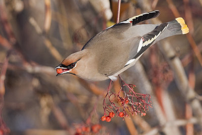 bohemian waxwing 012308IMG_0575