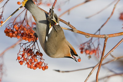 bohemian waxwing 012308IMG_0658
