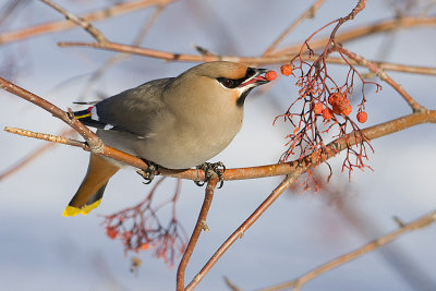 bohemian waxwing 012308IMG_0785