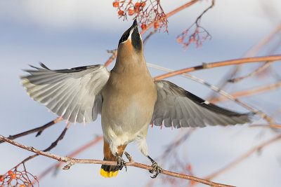 bohemian waxwing 012308IMG_0911