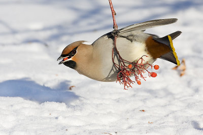 bohemian waxwing 012308IMG_0918