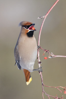 bohemian waxwing 012308IMG_1042