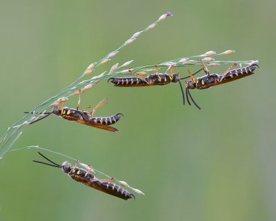 Five Banded Tiphiid Wasps