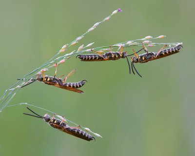 Insects & Spiders