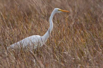 Great Egret