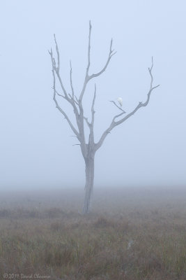 Great Egret