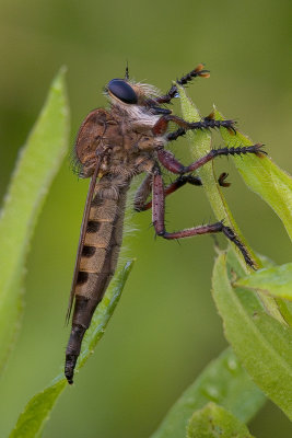 Robber Fly