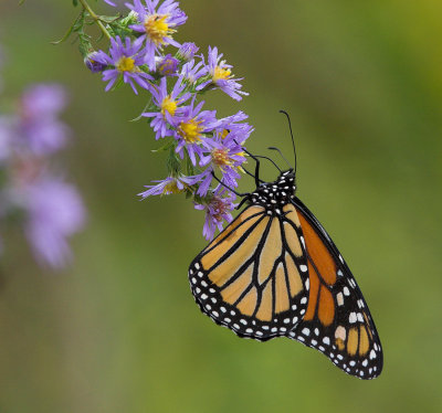 Monarch on Aster