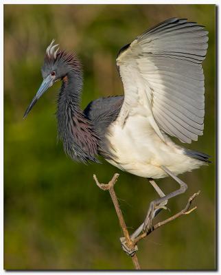 Tricolored Heron