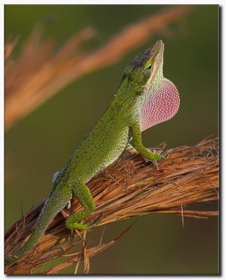 Anole Display