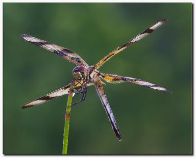 Wings Spread