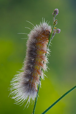 Dewy Caterpillar