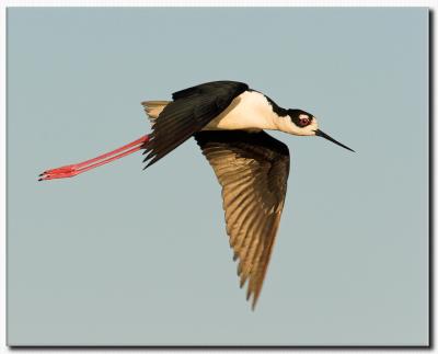 Black Neck Stilt