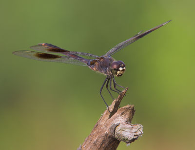 Four Spotted Pennant