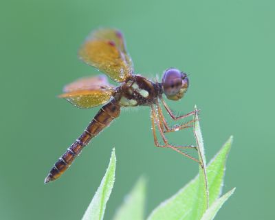 Eastern Amberwing