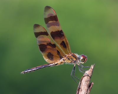 Halloween Pennant