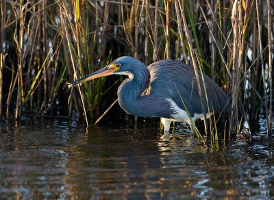 Tri-colored Heron with Shrimp
