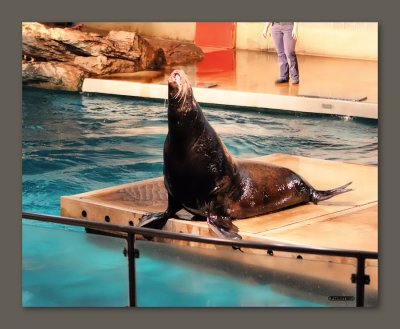 Mystic Aquarium