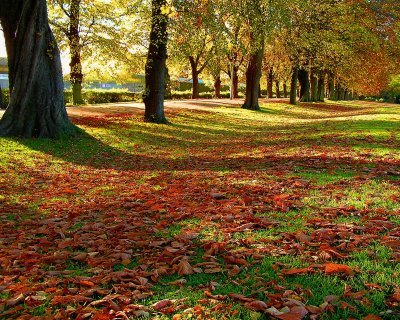 Blanket of autumn leaves.jpg