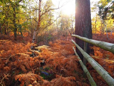 King's Lynn Autumn colours1.jpg