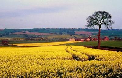 Rapefield.jpg