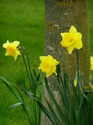 Daffodil family.jpg