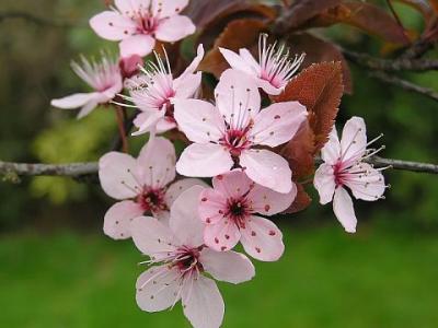 Thundercloud flower.jpg