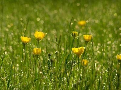 Buttercups and dew.jpg