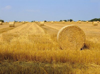 NRuncton straw field1.jpg