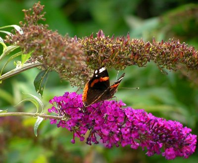 Butterfly and Buddleia.jpg