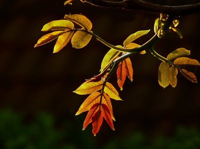 Walnut tree leaves.jpg