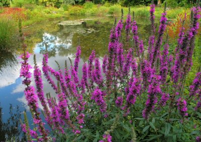 water garden1.jpg