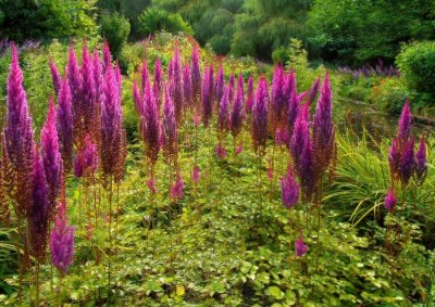 water garden2.jpg