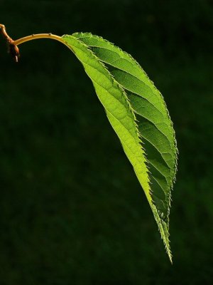 A profile of leaf.jpg