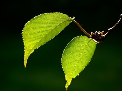 Backlit leaves2.jpg