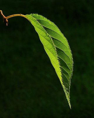 Leaf profile.jpg