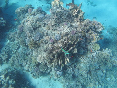 Red Sea