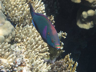 IMG_0915.jpg