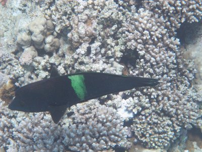 IMG_0922.jpg